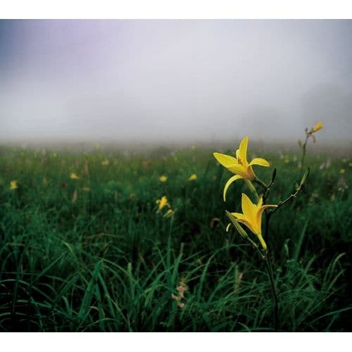 Album cover art for Marvelous Notes