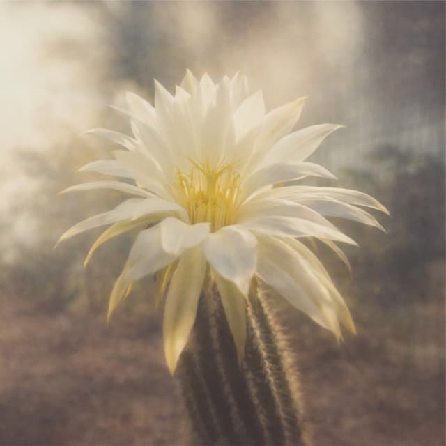 Album cover art for Una Flor En Cada Estrella