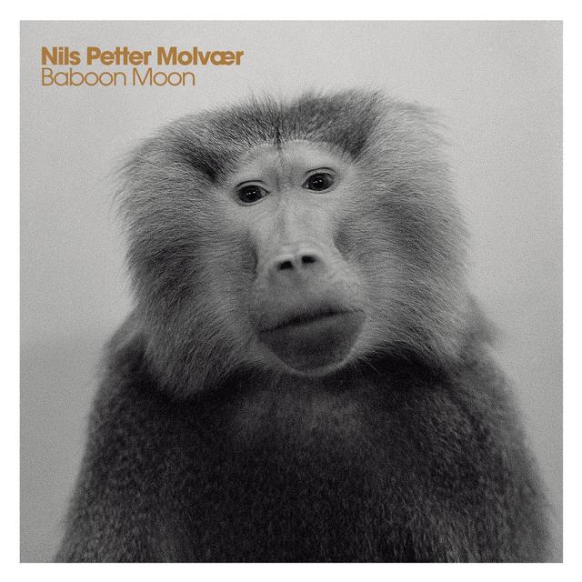 Album cover art for Baboon Moon