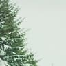 Love Like Kids