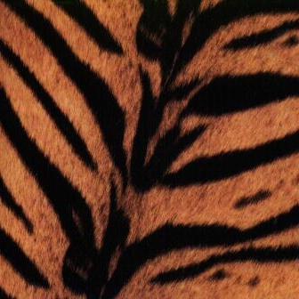 Album cover art for Tigermobile