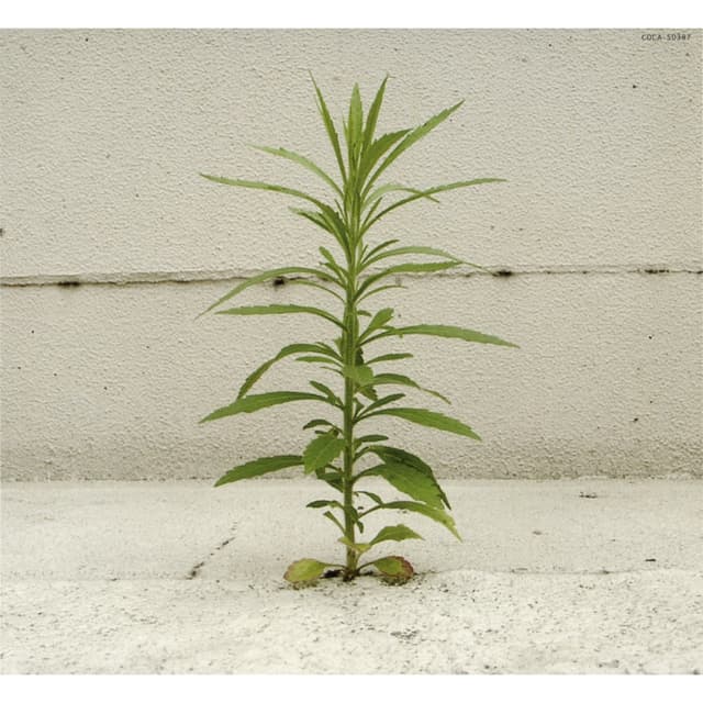 Album cover art for 最後に咲く花