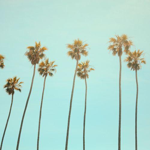 Album cover art for California Dreaming