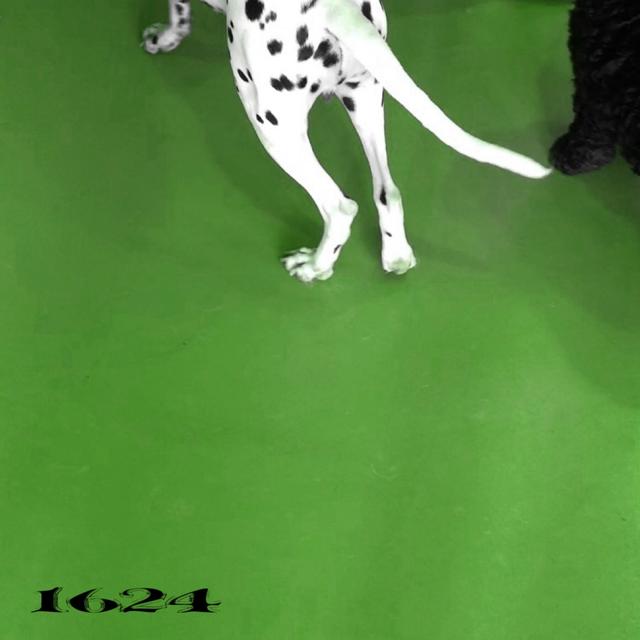 Album cover art for 1624