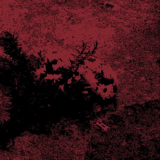 Album cover art for Viuda