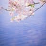 꽃을 잃은 봄은 소매를 여미고 A spring without its flowers folds its sleeves