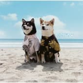 Album cover art for Remember
