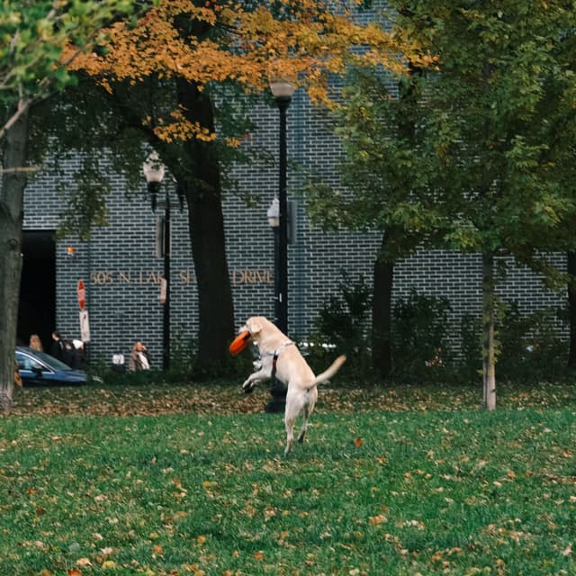 Album cover art for I'm In Love
