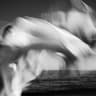 Viento