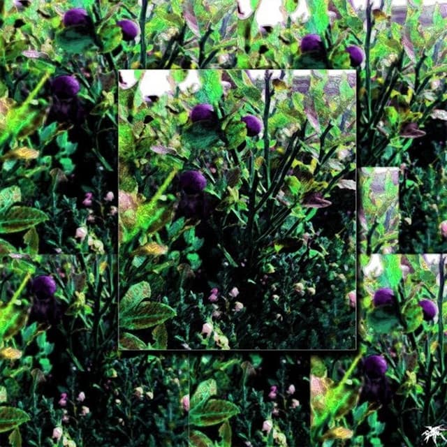 Album cover art for Yaban Mersini