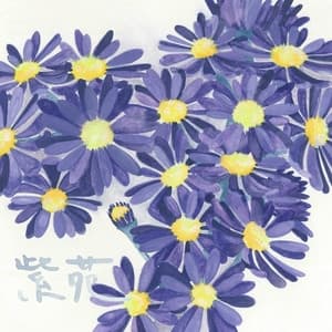 Album cover art for 紫苑