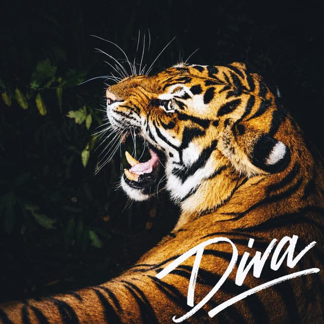 Album cover art for Diva