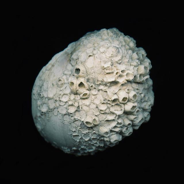 Album cover art for Brazil