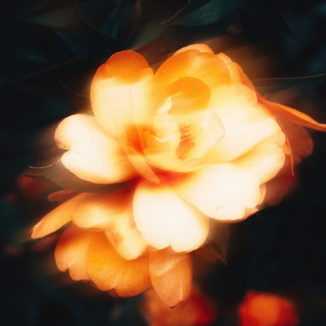 Album cover art for Spring Flowers