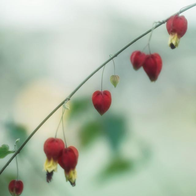 Album cover art for To My Serenity