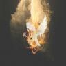 Agnus Dei