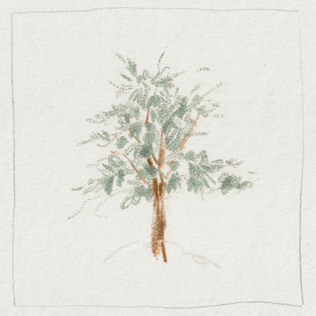 Album cover art for Cedar