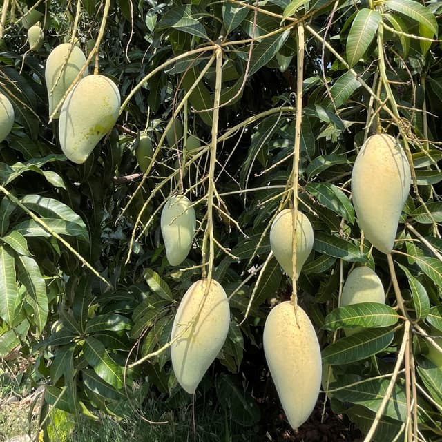 Album cover art for Green Mango