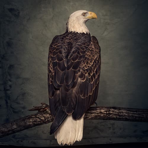 Album cover art for Book of Bad Decisions