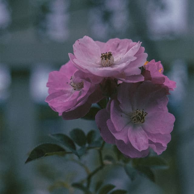 Album cover art for Tháng năm đó ai trả lại cho chúng ta