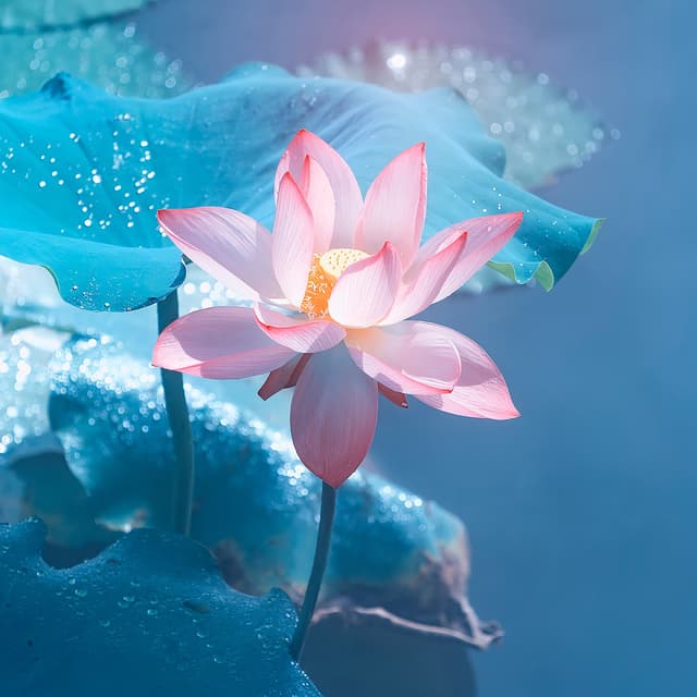 Album cover art for Sansaara