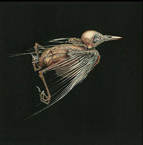 Album cover art for Meshes of Voice