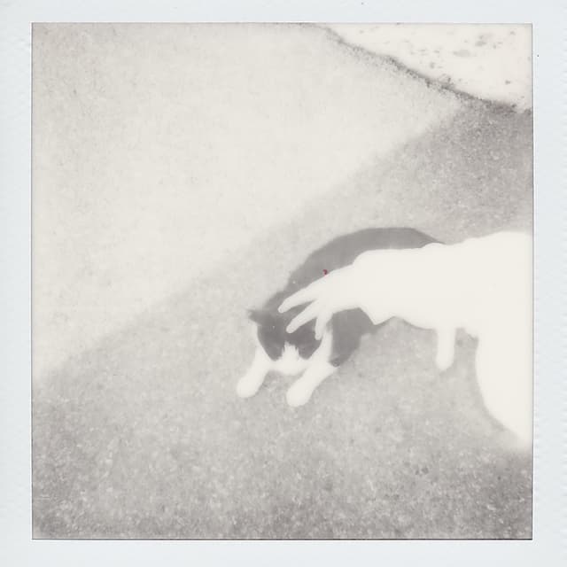 Album cover art for 苦的甜