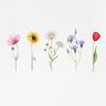 wildflower