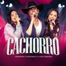 Cachorro