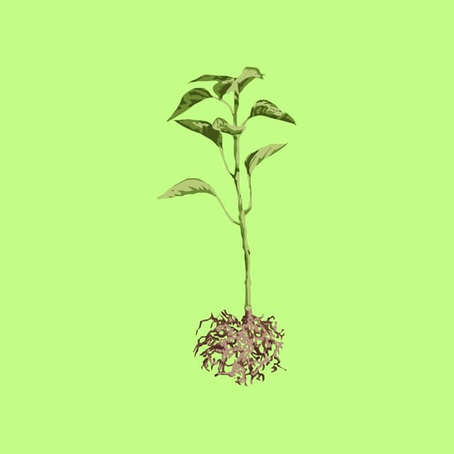 Album cover art for Grassroots