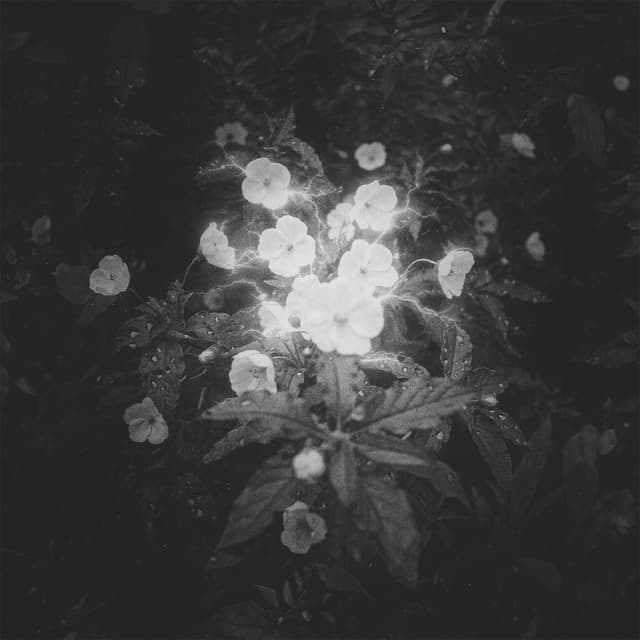 Album cover art for Rain Tonight