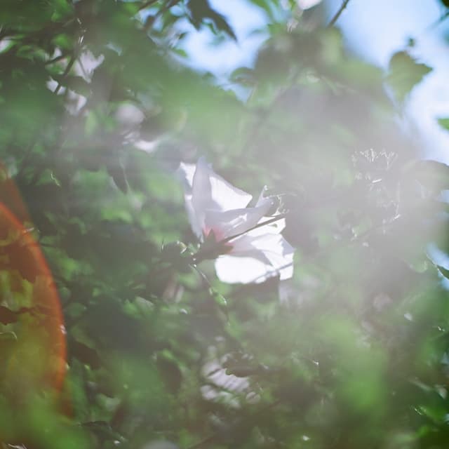 Album cover art for おはよう