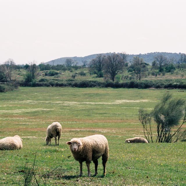 Album cover art for GODSPEED