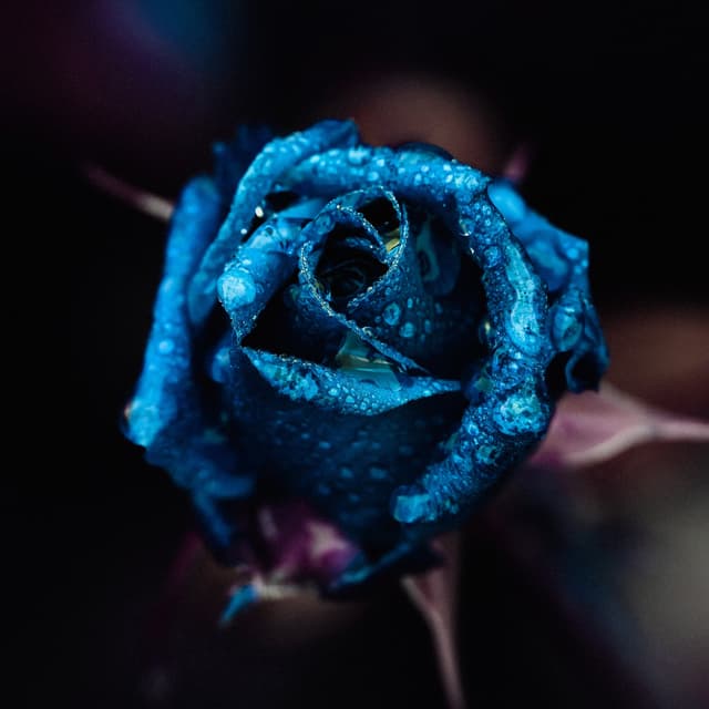 Album cover art for We Pretend to Love