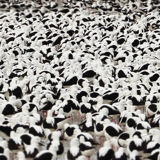 Album cover art for Flood