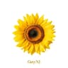 해바라기 Sunflower (Sunflower)